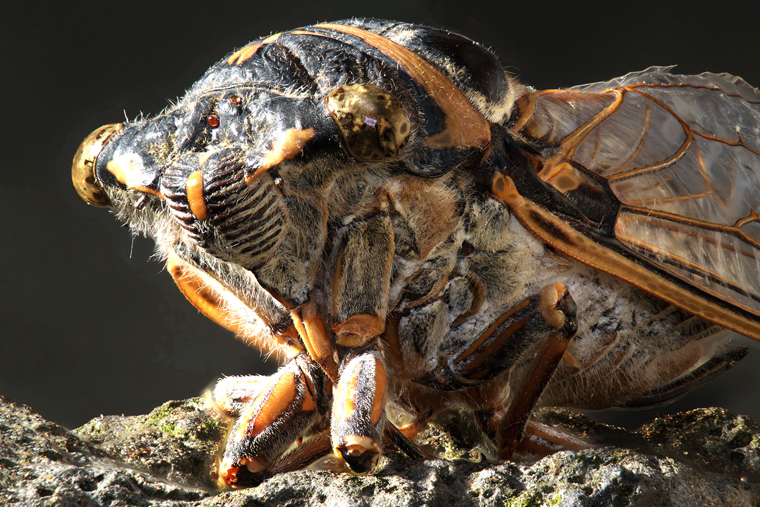 Macro fotografie